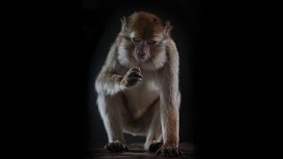 Scientists create recording of a monkey speaking English