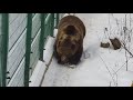 Камень с функцией сноуборда. Медведь Мансур 🐻🏂