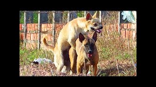 Carolina Dog Vs Belgian Malinois On The Rice Field | Natural Life O...