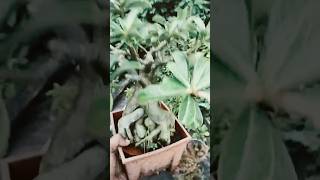 Adenium Live Highlight