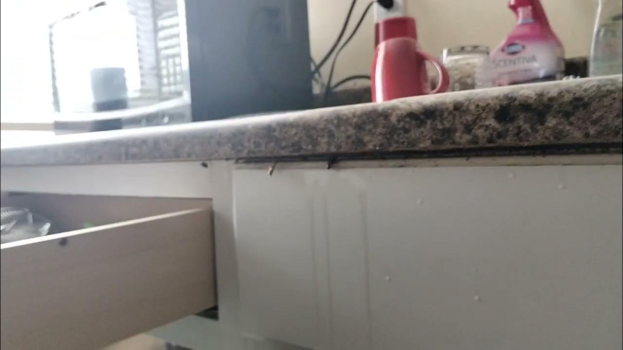 Cockroaches Crawling in Kitchen Drawers YouTube