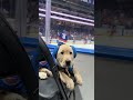 There's a New #Isles Pup in Town!