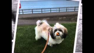 Lhasa apso Cute puppy muffin Resimi