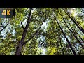 3 часа! Завораживающее пение соловья в зеленом лесу 4К видео Живая природа Звуки природы для души