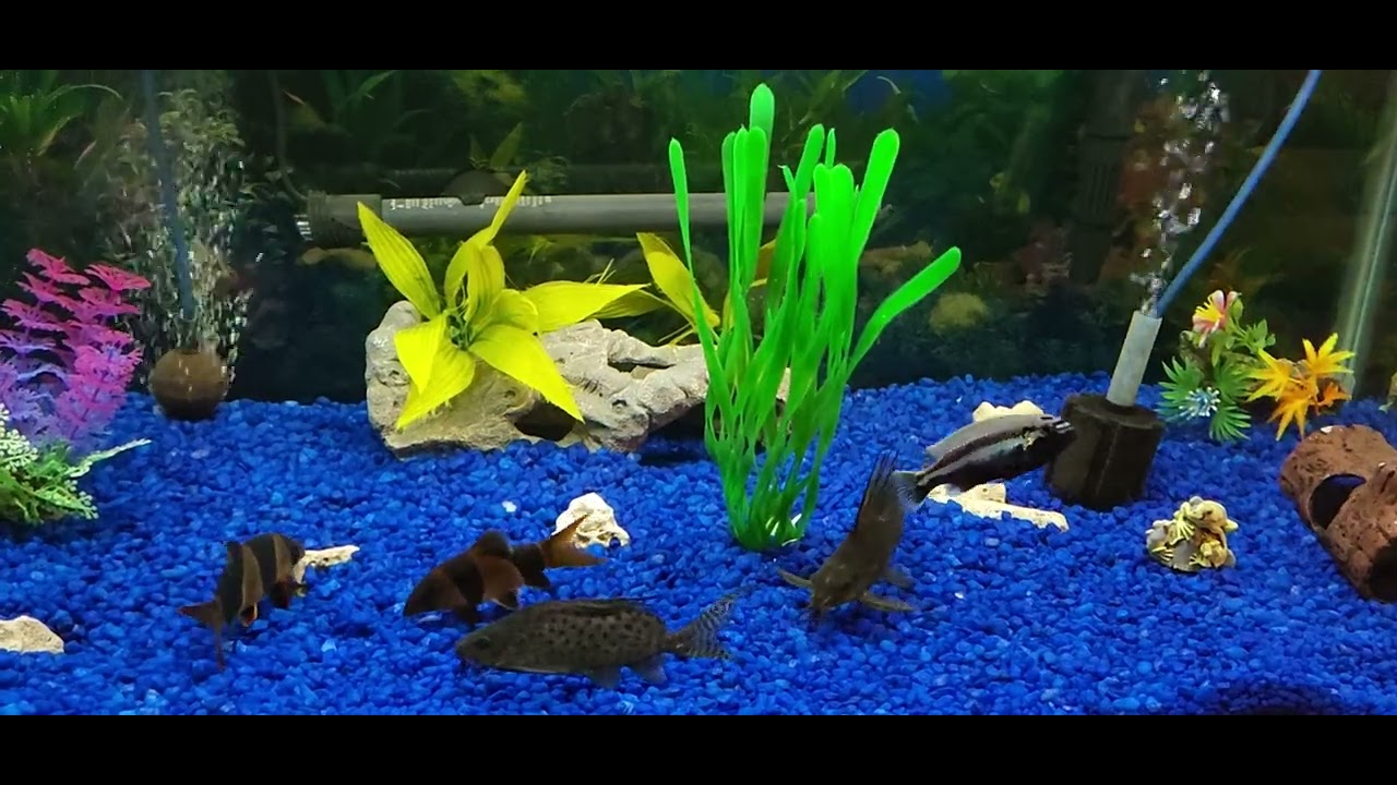 40 gal tank Johanni Cichlid ,Clown Loach ,Catfish