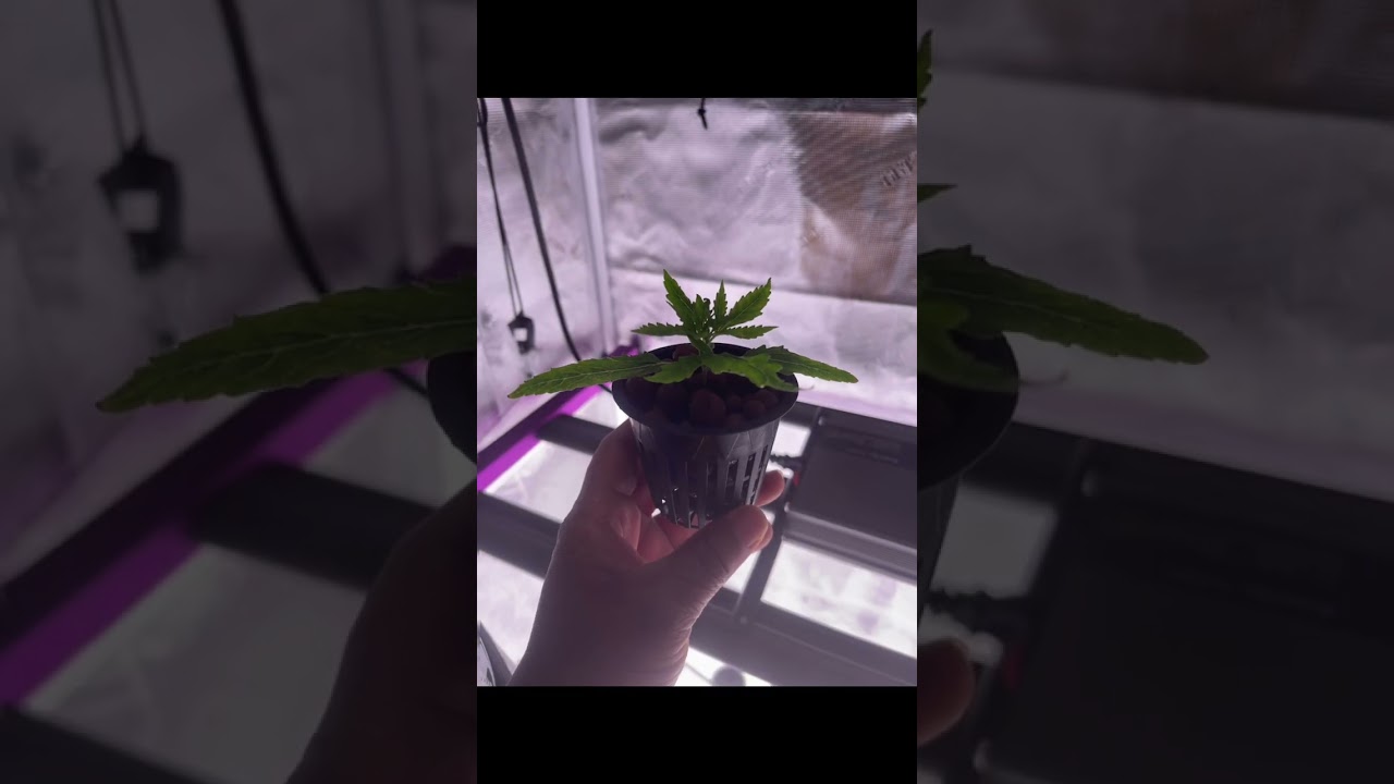 Our First CBD Dominant Plant Hydroponic Cultivation