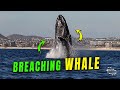 Slow Motion Footage of Whale Breaching