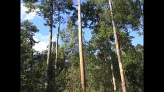 Forest Biomass Harvesting Guidelines for Conservation