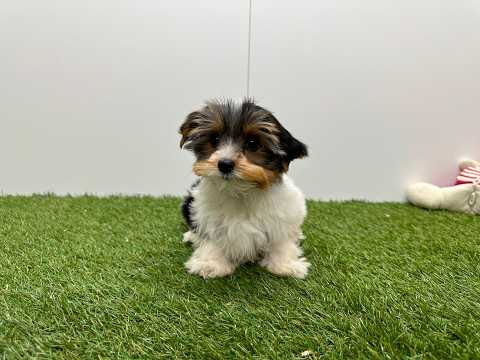 Video van Biewer yorkshire terrier Female Tricolor - PUP-ID 010757414 | Dierenhof Debrabandere