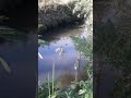 Mancing strike monster sungai