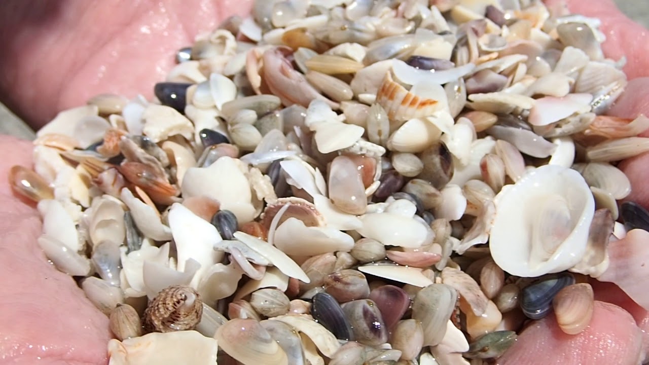 Baby Clams along the Florida Gulf Coast... YouTube