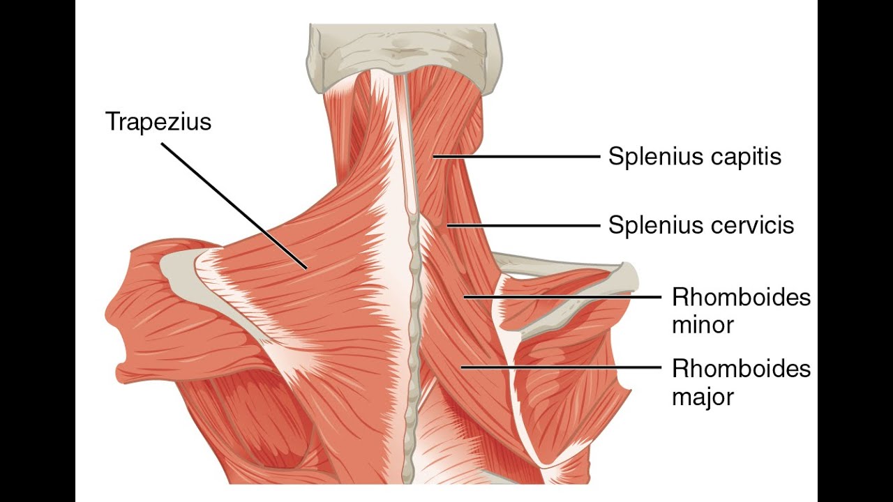 Anatomy of the Trapezius muscle; Origin, insertion, nerve supply and mode of action YouTube