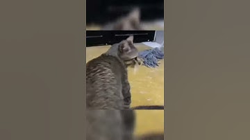 Quackity Plays Rock paper scissors with his cat #shorts