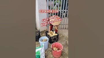 Cách 1 ngày là khai thác 1 lần măng tre lục trúc #mangluctruc