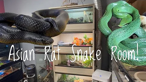 Old World Rat Snake Room Tour!