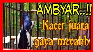 gaya burung kacer yang di sukai juri saat di perlombaan