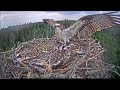 Скопа Иво и Ирис. (Эстония) - Estonian Osprey Nest (Ivo & Iiris)