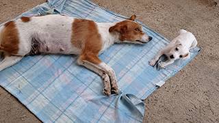 She Fought to Stay Alive, Afraid Her Puppies Would Grow Up Without a Mother!