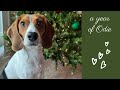 Odie-de Odie-de by The Beagles (Ode to Odie)💚