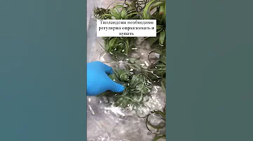 Как часто Вы купаете Тилландсии?