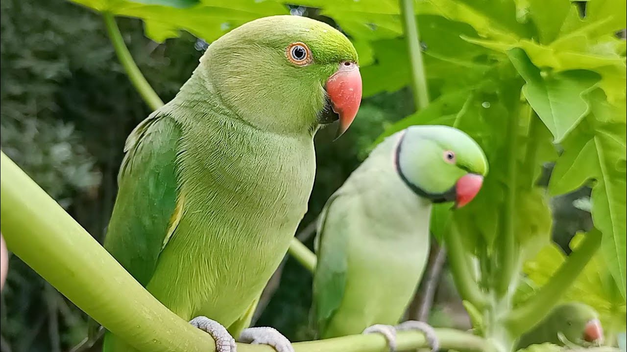 Loud Parrot Chirping Natural Parrot Sounds Parrot Calling Sounds
