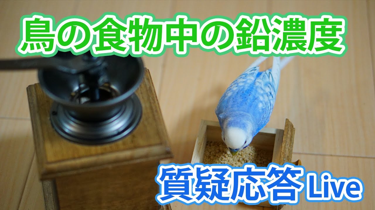 鳥の食物中の鉛濃度【質疑応答ライブ】