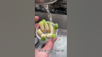 Infinite Scallion Hack