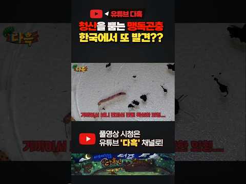 한국에서도 발견된다는 <strong>청산가리</strong> 곤충의 정체