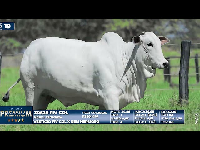 LOTE 19   30626 FIV COL