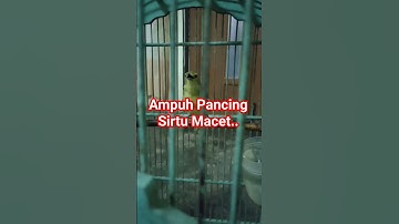 Ampuh..Pancing Sirtu Macet/#shorts/#sirtu/#jalurekicauan