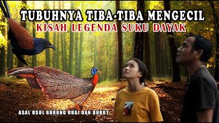 Kisah Burung Ruai dan Talokot atau burung bubut, Suku Dayak