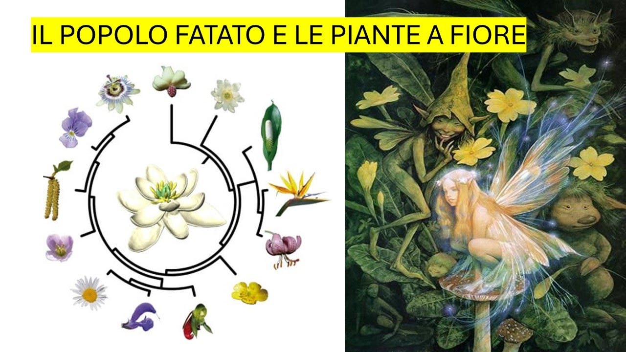 ✨Il Piccolo Popolo - folklore e scienza delle piante a Fiore #folklore #simbologia