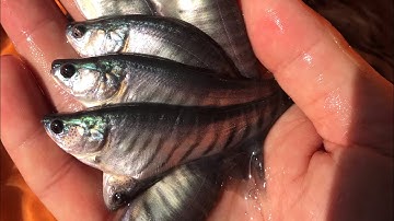 Thác lác cườm giống (nàng hai giống) LH 0909137175