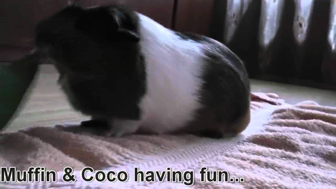 funny guinea pigs fighting over bamboo leaf YouTube