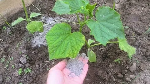 ВСЕГДА КЛАДУ ЭТО В ЛУНКУ ПРИ ПОСАДКЕ ОГУРЦОВ! УРОЖАЙ  ОГУРЦОВ БУДЕТ В 10 РАЗ БОЛЬШЕ!!! САД И ОГОРОД!