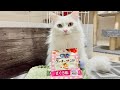 ネコのおやつを食べてみた#3【クッキーサンド　まぐろ味】