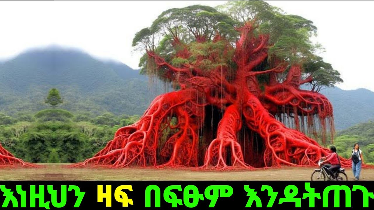 እነዚህ ዛፎች ተጠንቀቋቸው በፍፁም እንዳትጠጓቸው