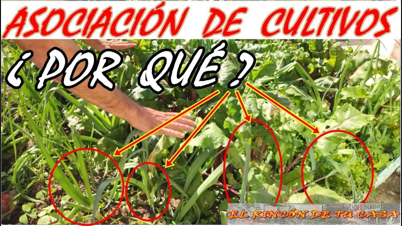 ASOCIACIÓN de CULTIVOS ( explicaciones y beneficios )
