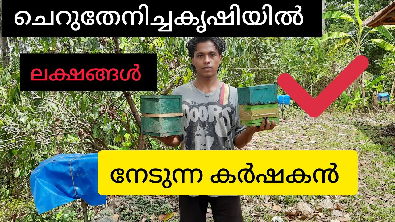 ചെറുതേനിച്ചകൃഷി ഒന്ന് മതി ജീവിക്കാം