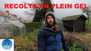 POTAGER EN DÉCEMBRE - RÉCOLTE