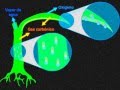 CCLE-excreción en Plantas
