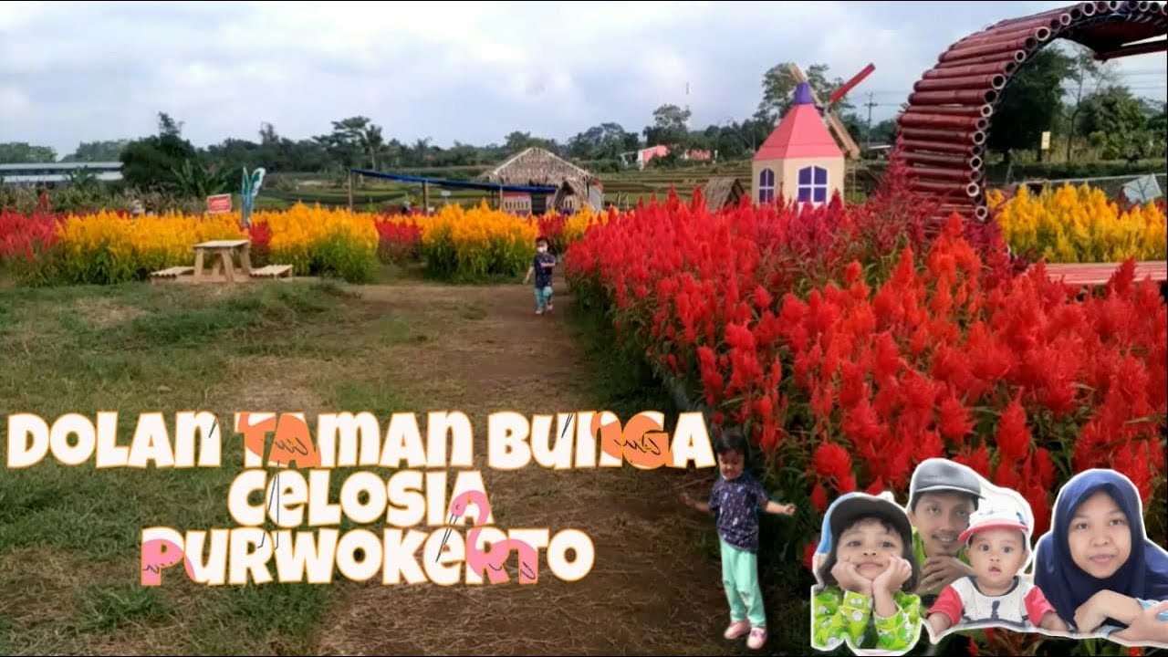 Taman Bunga Celosia Purwokerto YouTube Taman Bunga Celosia Purwokerto YouTube