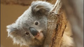 みんなの前まで来て、写真撮影に応じてくれるコアラ　【東山動物園】