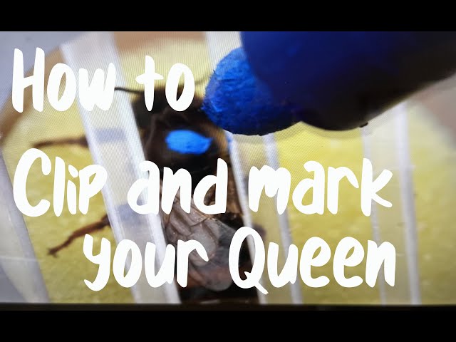 How To Clip And Mark A Queen - the easy way! class=