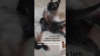 Le russe visuel avec Anna. Comment dire " seul/sol/souci" en russe. #russefacile #кошки #chats#cats