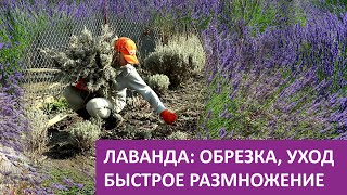 Обрезка и быстрое размножение лаванды весной. Практическое видео. Метод черенкования.