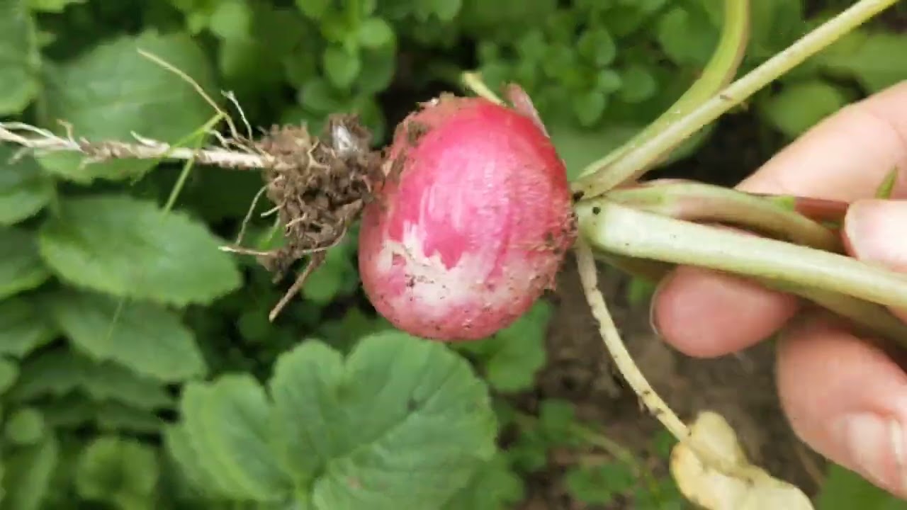 Обзор скромных достижений в декабре, Сербия