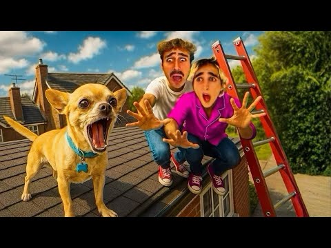 Video IL NOSTRO CANE È BLOCCATO SUL TETTO…STARÀ BENE? ?