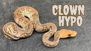 Best Snake Of The Year For DPR! Its Hypo Clown Madness