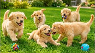 🌸🐕 Adorable Golden Puppies Playing on the Lawn | Beautiful Dog Video | Dog Sounds
